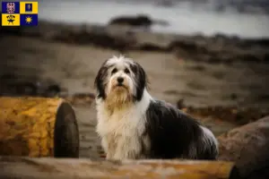 Přečtete si více ze článku Chovatelé PON a štěňata ve Zlíně