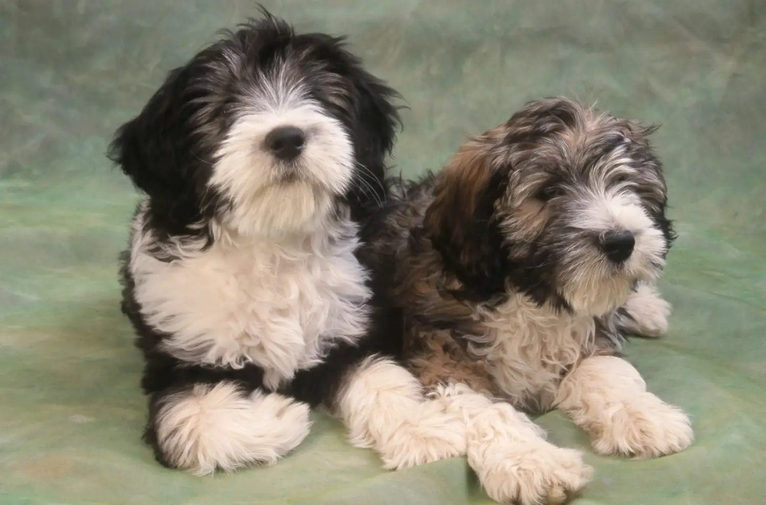 Koupit si štěně PON znamená převzít odpovědnost! Prodám štěňata PON.