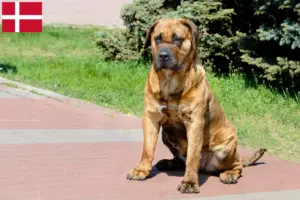 Přečtete si více ze článku Presa Canario chovatelé a štěňata v Dánsku