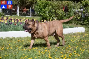 Přečtete si více ze článku Chovatelé Presa Canario a štěňata v Liberci
