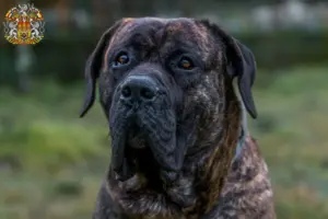 Přečtete si více ze článku Chovatelé Presa Canario a štěňata v Praze