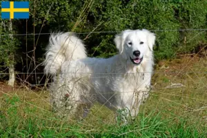 Přečtete si více ze článku Chovatelé pyrenejských horských psů a štěňat ve Švédsku