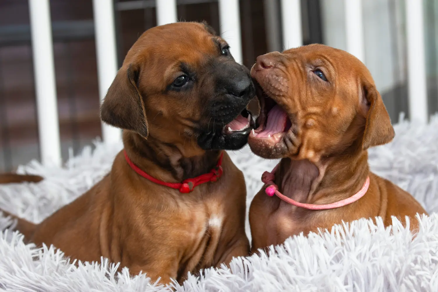 Koupit si štěně rhodéského ridgebacka znamená převzít odpovědnost! Prodám štěňata rhodéského ridgebacka.