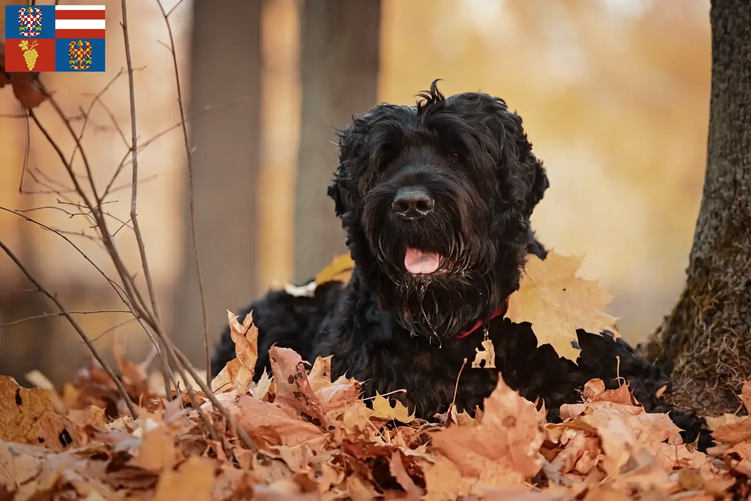 Přečtete si více ze článku Chovatelé ruských černých teriérů a štěňat na jižní Moravě