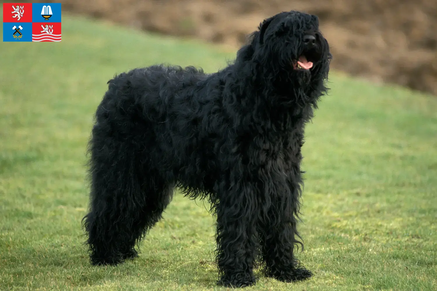 Přečtete si více ze článku Chovatelé ruských černých teriérů a štěňat v Karlových Varech