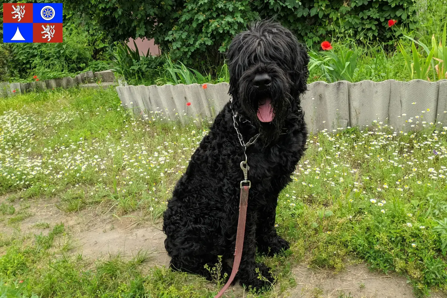 Přečtete si více ze článku Chovatelé ruských černých teriérů a štěňat v Liberci