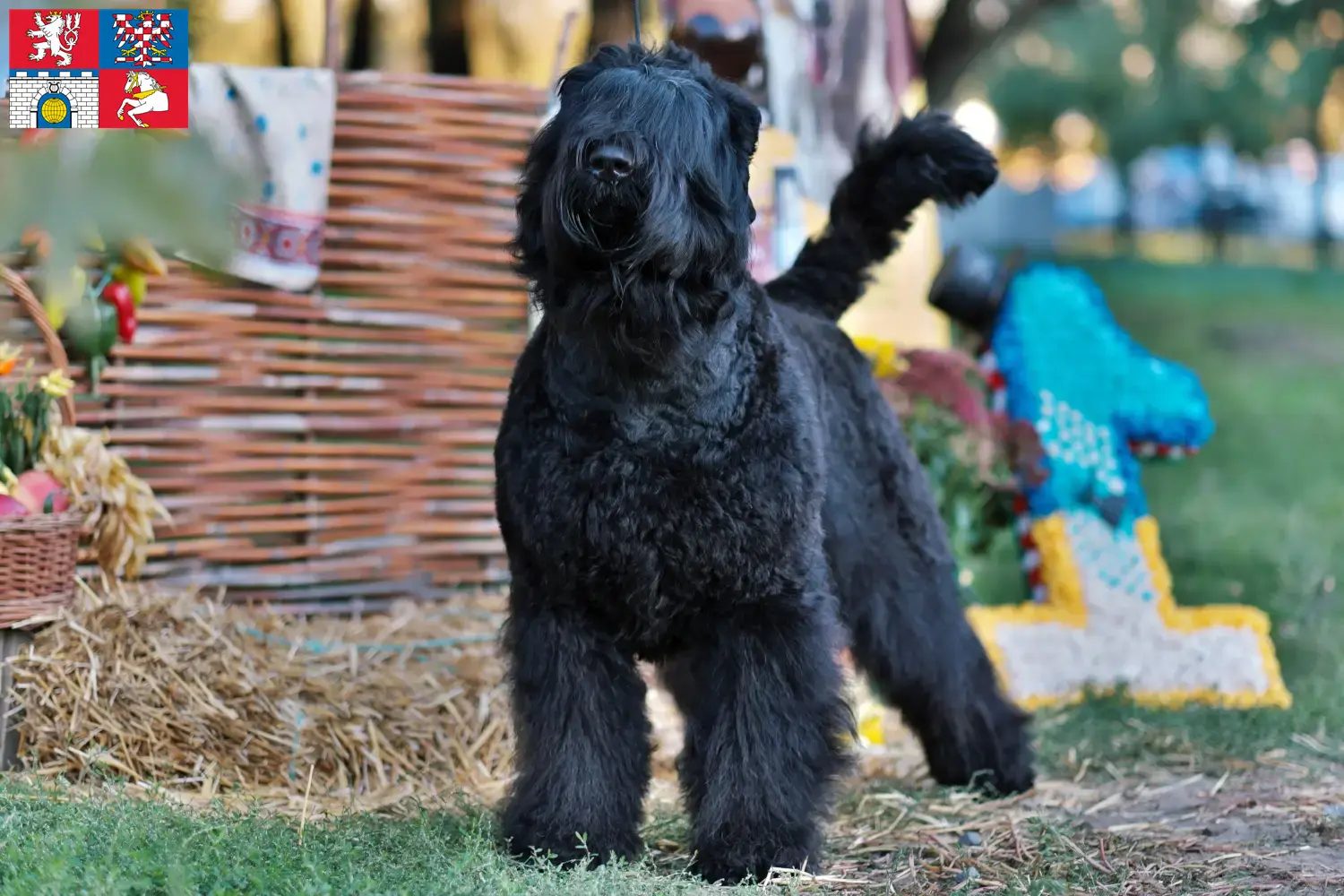 Přečtete si více ze článku Chovatelé ruských černých teriérů a štěňat v Pardubicích
