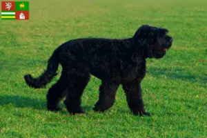 Přečtete si více ze článku Chovatel ruských černých teriérů a štěňat v Plzni