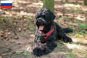 Přečtete si více ze článku Chovatelé ruských černých teriérů a štěňat v Rusku