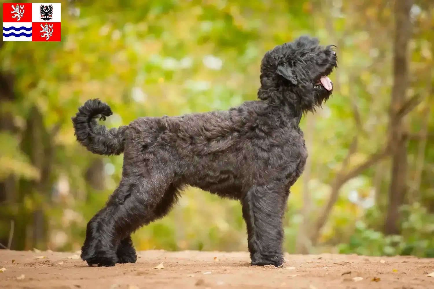 Přečtete si více ze článku Chovatelé ruských černých teriérů a štěňat ve Středočeském kraji