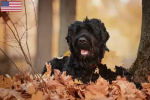 Přečtete si více ze článku Chovatelé ruských černých teriérů a štěňat v USA