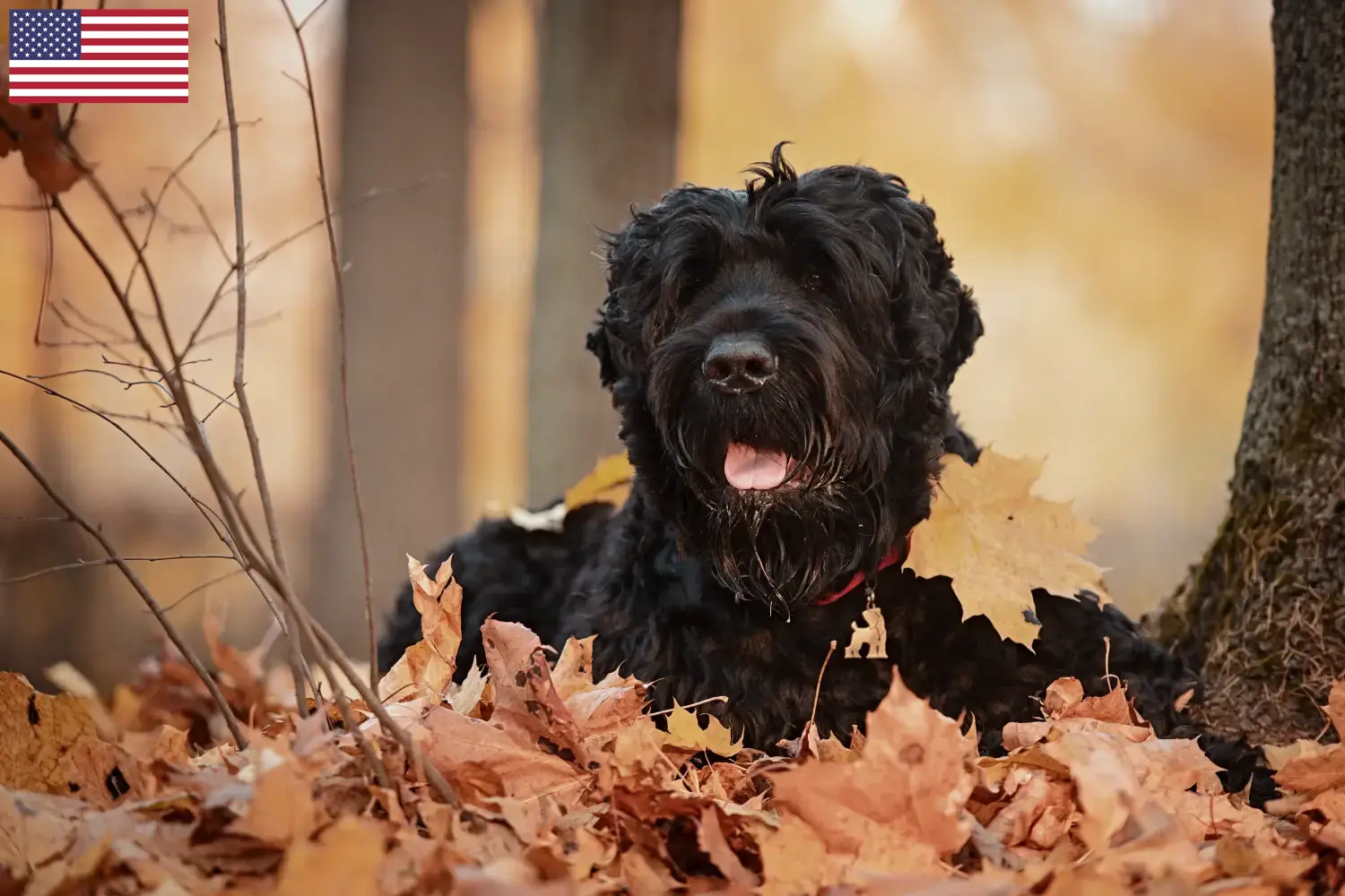 Přečtete si více ze článku Chovatelé ruských černých teriérů a štěňat v USA