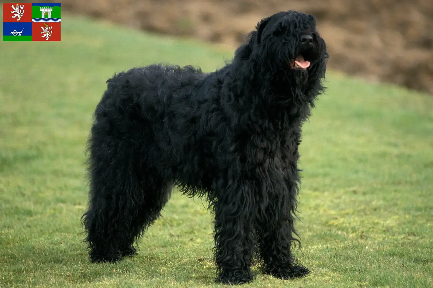 Přečtete si více ze článku Chovatelé ruských černých teriérů a štěňat v Ústí nad Labem