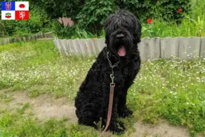 Přečtete si více ze článku Chovatelé ruských černých teriérů a štěňat na Vysočině