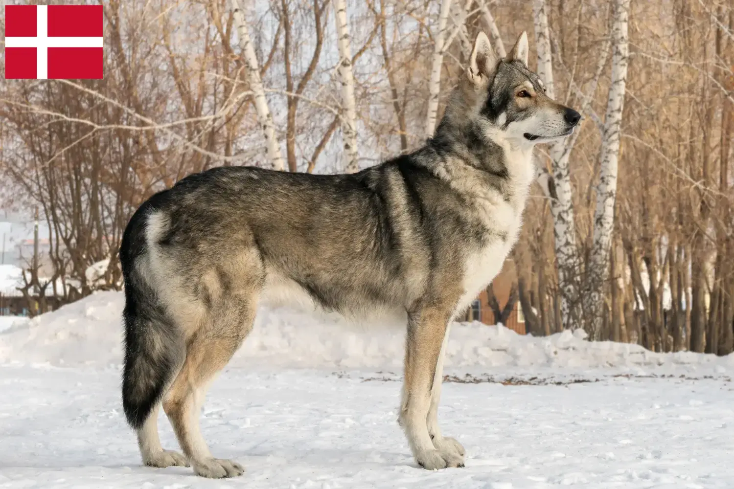 Přečtete si více ze článku Saarloos chovatelé vlčáků a štěňat v Dánsku