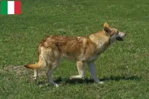 Přečtete si více ze článku Chovatelé vlčáků Saarloos a štěňata v Itálii