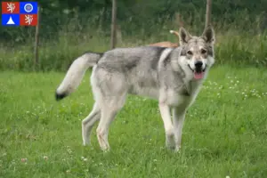 Přečtete si více ze článku Chovatelé vlčáků a štěňat Saarloos v Liberci