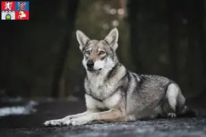Přečtete si více ze článku Chovatelé vlkodavů Saarloos a štěňata v Pardubicích