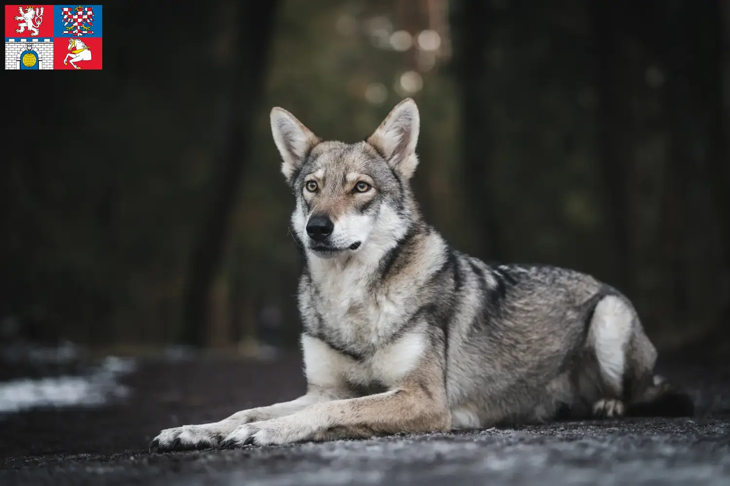 Přečtete si více ze článku Chovatelé vlkodavů Saarloos a štěňata v Pardubicích