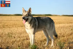 Přečtete si více ze článku Saarloos chovatelé vlkodavů a štěňat na jižní Moravě