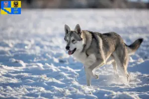 Přečtete si více ze článku Saarloos chovatelé vlkodavů a štěňat v Olomouci