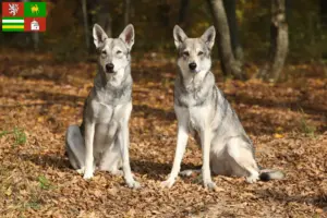Přečtete si více ze článku Saarloos chovatelé vlkodavů a štěňat v Plzni