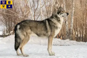 Přečtete si více ze článku Chovatelé a štěňata vlkodavů Saarloos ve Zlíně