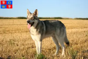 Přečtete si více ze článku Chovatelé vlkodavů Saarloos a štěňata v Hradci Králové