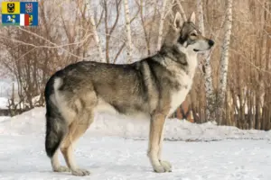 Přečtete si více ze článku Saarloos chovatelé vlčáků a štěňat v Moravskoslezském kraji