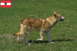 Přečtete si více ze článku Chovatelé vlkodavů Saarloos a štěňata v Rakousku