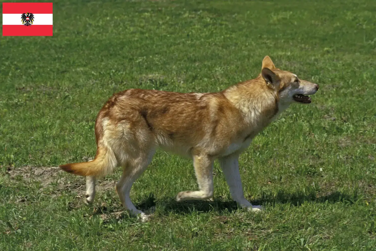 Přečtete si více ze článku Chovatelé vlkodavů Saarloos a štěňata v Rakousku