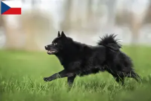 Přečtete si více ze článku Chovatelé a štěňata Schipperke v České republice