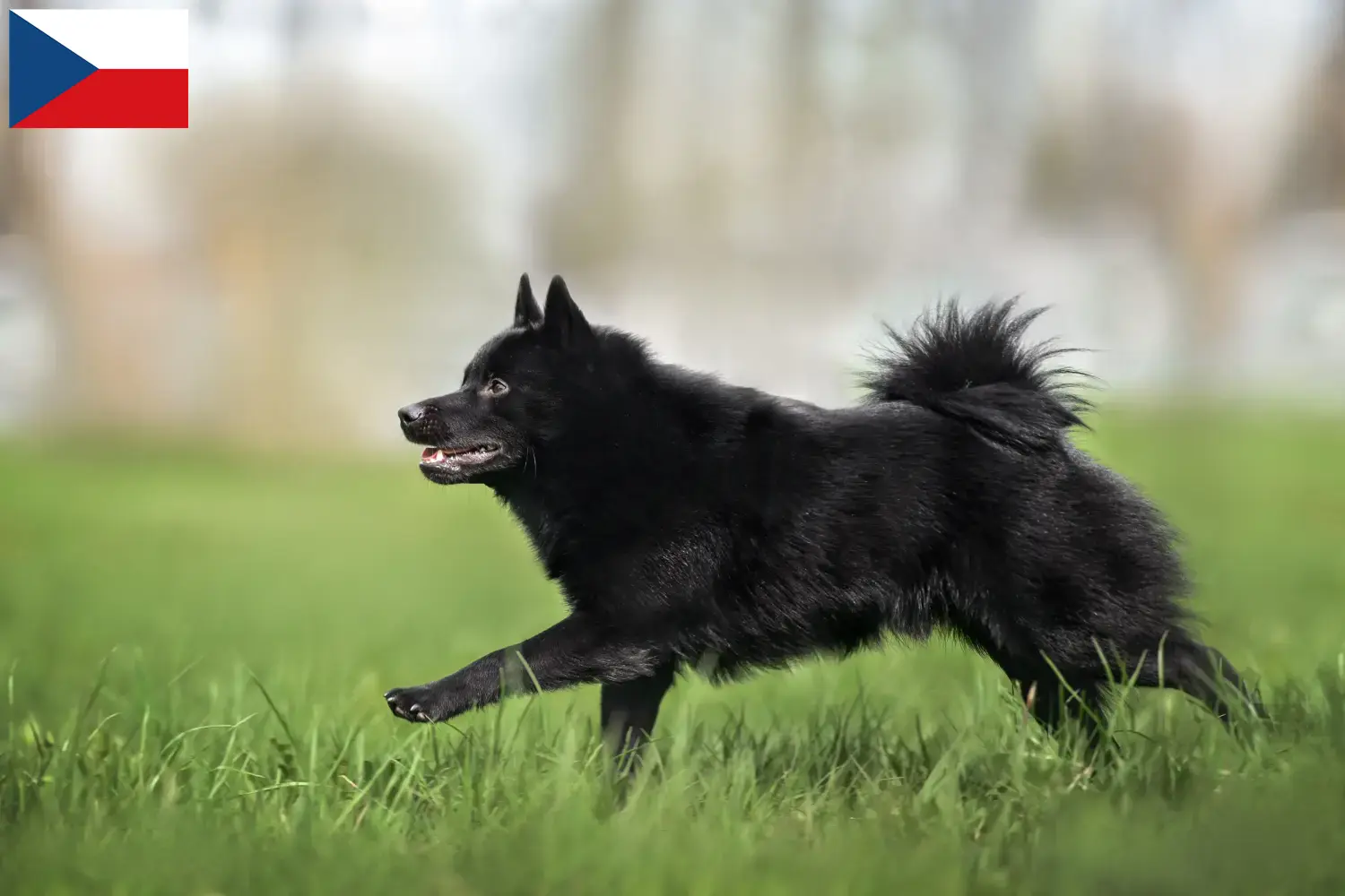Schipperke štěňata a chovatelé Česká republika Zde naleznete chovatele Schipperkes v České republice.
