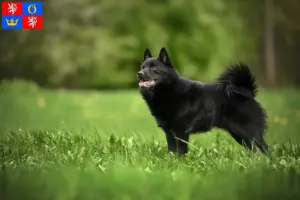 Přečtete si více ze článku Chovatelé a štěňata šiperek v Hradci Králové