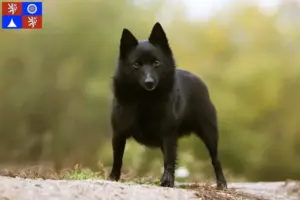 Přečtete si více ze článku Chovatelé a štěňata šiperek v Liberci