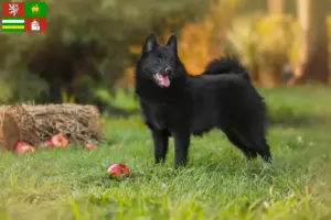 Přečtete si více ze článku Chovatelé a štěňata šiperek v Plzni