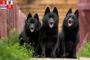 Přečtete si více ze článku Chovatelé šiperek a štěňat ve Středočeském kraji