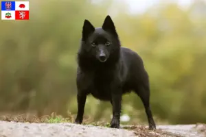 Přečtete si více ze článku Chovatelé šiperek a štěňat na Vysočině