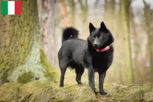 Přečtete si více ze článku Chovatelé a štěňata Schipperke v Itálii