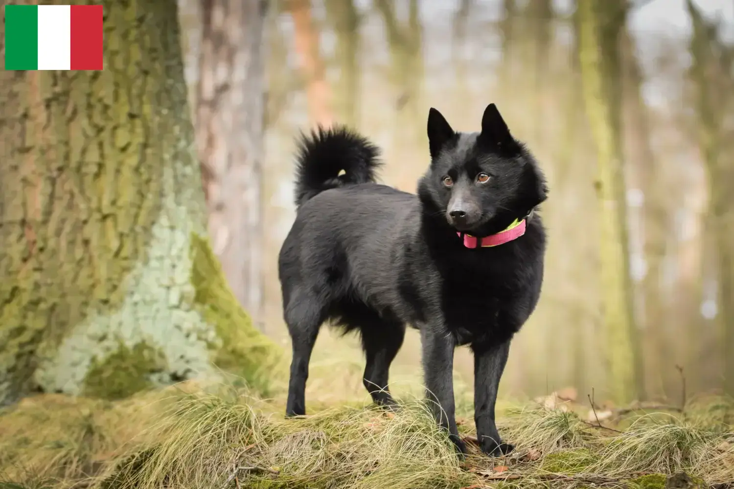 Schipperke štěňata a chovatelé Itálie Zde najdete chovatele Schipperkes v Itálii.