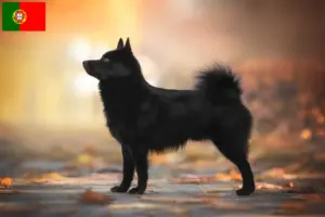 Přečtete si více ze článku Chovatelé a štěňata Schipperke v Portugalsku