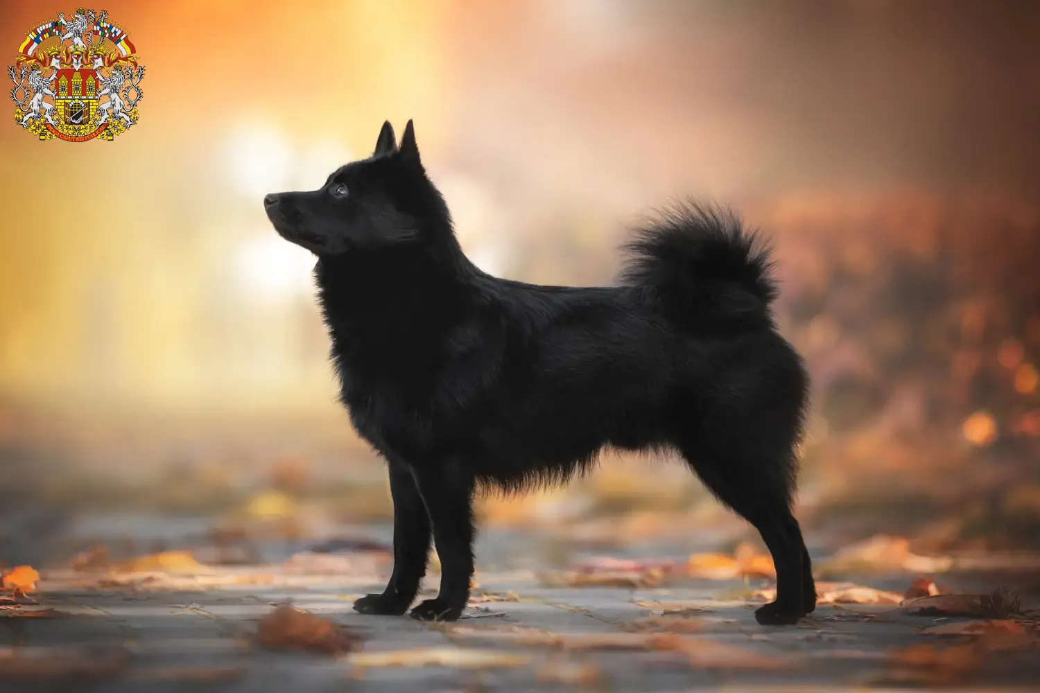 Štěňata a chovatelé Schipperke Praha Zde naleznete chovatele psů plemene Schipperkes v Praze.