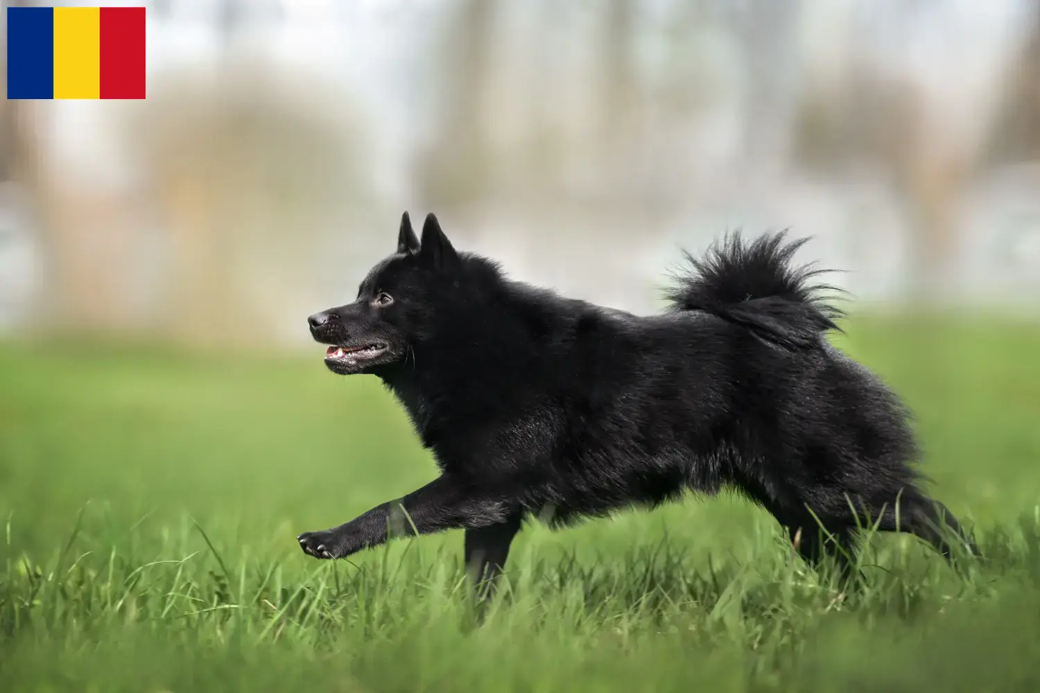 Štěňata a chovatelé Schipperke Rumunsko Zde naleznete chovatele Schipperkes v Rumunsku.