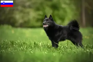 Přečtete si více ze článku Chovatelé a štěňata Schipperke ve Slovinsku