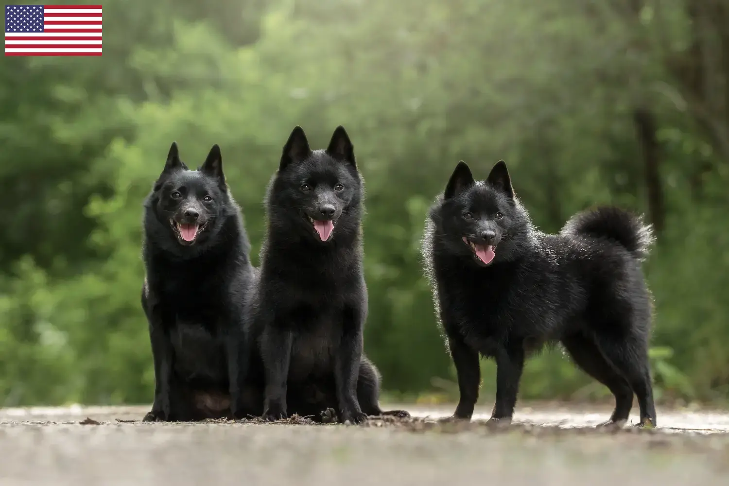 Schipperke štěňata a chovatelé USA Zde najdete chovatele Schipperkes v USA.