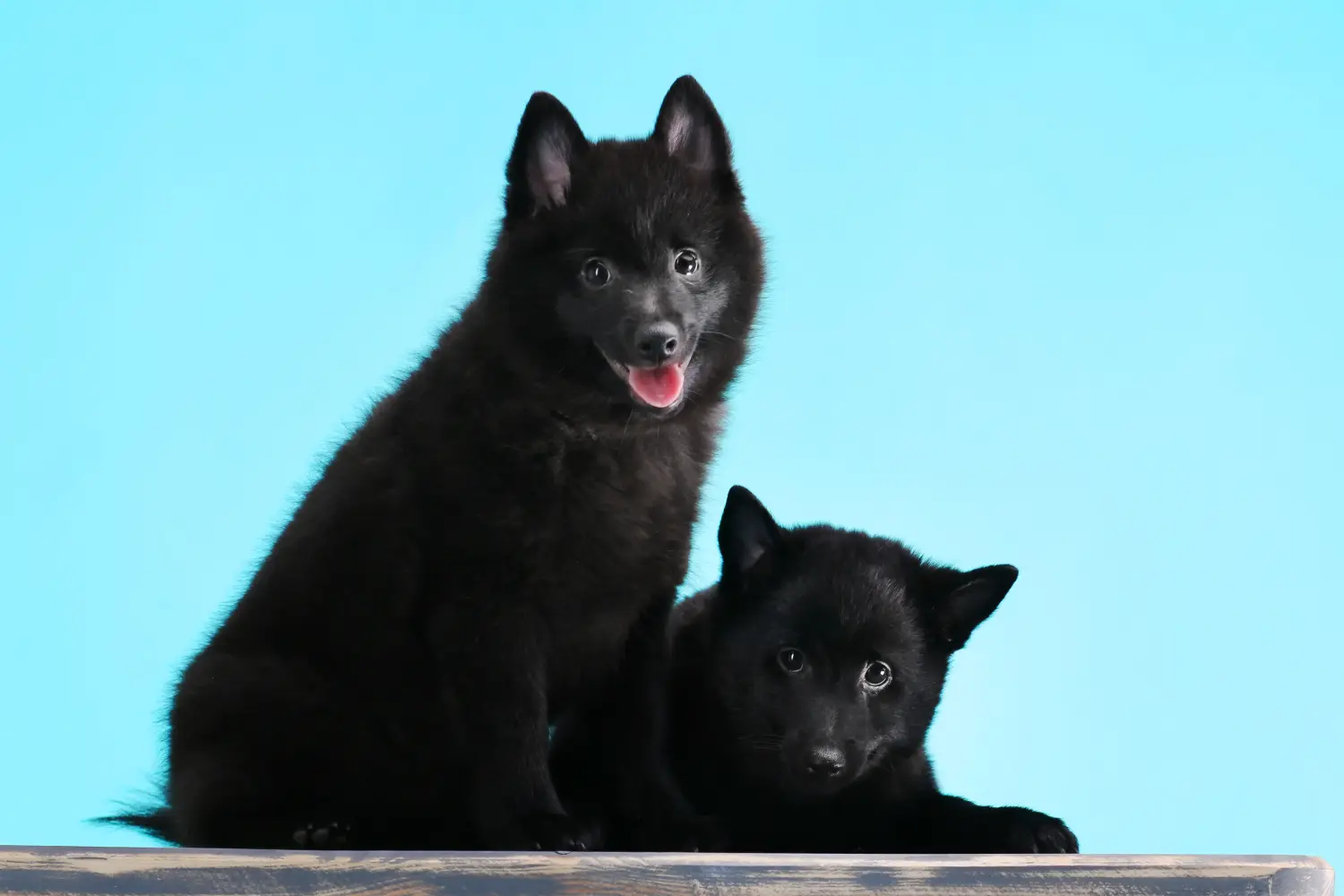 Koupit si štěně Schipperke znamená převzít odpovědnost! Prodám štěňata Schipperke.