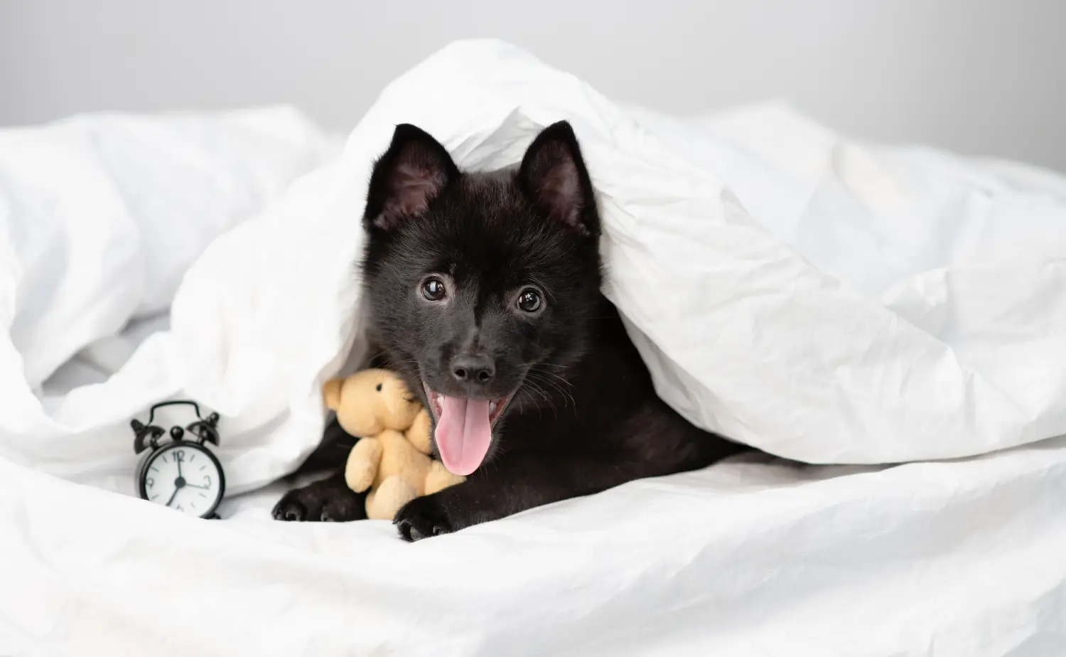 Koupit si štěně Schipperke znamená převzít odpovědnost! Prodám štěňata Schipperke.
