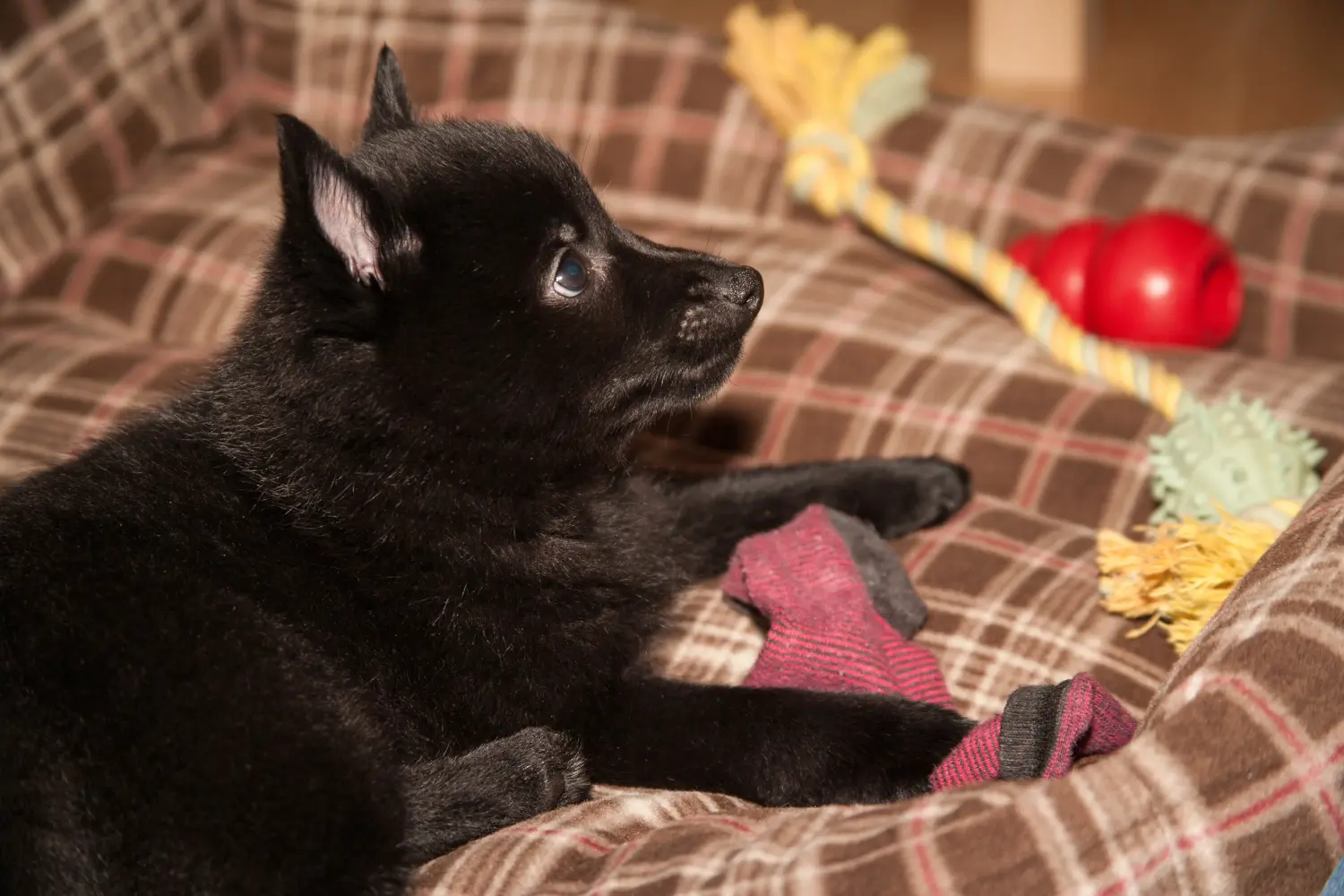 Koupit si štěně Schipperke znamená převzít odpovědnost! Prodám štěňata Schipperke.