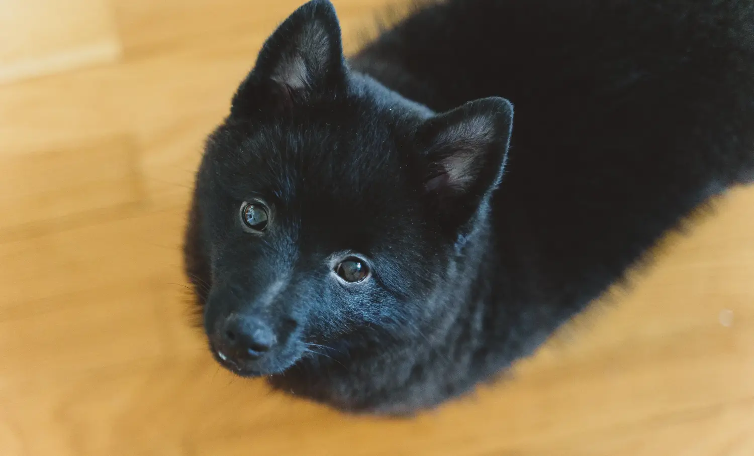 Koupit si štěně Schipperke znamená převzít odpovědnost! Prodám štěňata Schipperke.
