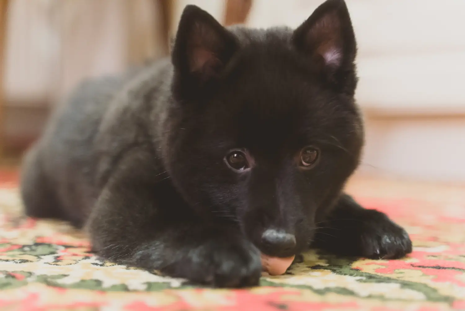 Koupit si štěně Schipperke znamená převzít odpovědnost! Prodám štěňata Schipperke.